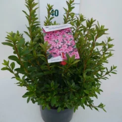 Japanse Azalea (Rhododendron 'Madame Van Hecke') -Goedkope Tuin Sprankel Winkel mad. v. hecke c4 zij
