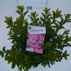 Japanse Azalea (Rhododendron 'Madame Van Hecke') -Goedkope Tuin Sprankel Winkel mad. van hecke c2 boven