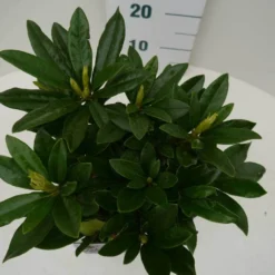 Rhododendron (Rhododendron 'Madame Masson') -Goedkope Tuin Sprankel Winkel madamme masson c2 boven