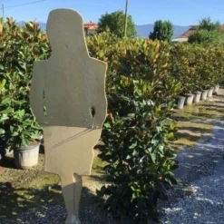 Beverboom (Magnolia Grandiflora 'Little Gem') -Goedkope Tuin Sprankel Winkel magnola little gem 125 150 c25 2