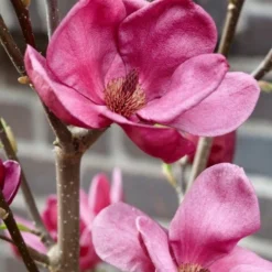 Beverboom (Magnolia 'Genie') -Goedkope Tuin Sprankel Winkel magnolia genie 4