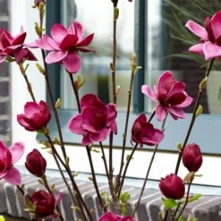 Beverboom (Magnolia 'Genie') -Goedkope Tuin Sprankel Winkel magnolia genie 6