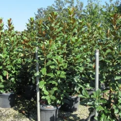 Beverboom (Magnolia Grandiflora 'Goliath') -Goedkope Tuin Sprankel Winkel magnolia goliath