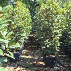 Beverboom (Magnolia Grandiflora 'Goliath') -Goedkope Tuin Sprankel Winkel magnolia goliath 3