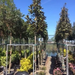 Beverboom (Magnolia Grandiflora 'Gallissoniere') -Goedkope Tuin Sprankel Winkel magnolia grandiflora 10 12