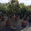 Groenblijvende Magnolia Op Stam (Magnolia Grandiflora 'Gallissoniere') -Goedkope Tuin Sprankel Winkel magnolia grandiflora 12 14cm halfstam 100cm stam