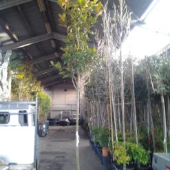 Beverboom (Magnolia Grandiflora 'Gallissoniere') -Goedkope Tuin Sprankel Winkel magnolia grandiflora 1 1