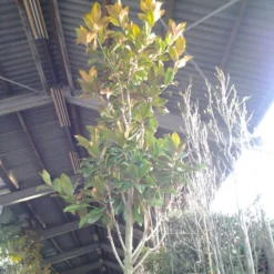 Beverboom (Magnolia Grandiflora 'Gallissoniere') -Goedkope Tuin Sprankel Winkel magnolia grandiflora 2 1 1