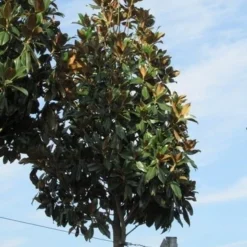Beverboom (Magnolia Grandiflora 'Gallissoniere') -Goedkope Tuin Sprankel Winkel magnolia grandiflora galissoniere 1
