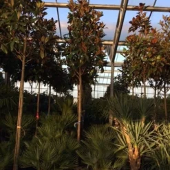 Beverboom (Magnolia Grandiflora 'Gallissoniere') -Goedkope Tuin Sprankel Winkel magnolia grandiflora gallisoniere 16 18ho cont