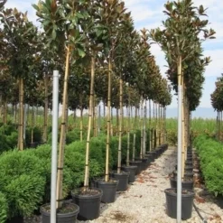 Beverboom (Magnolia Grandiflora 'Gallissoniere') -Goedkope Tuin Sprankel Winkel magnolia grandiflora gallisoniere 8 10 2 1