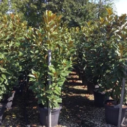 Beverboom (Magnolia Grandiflora 'Goliath') -Goedkope Tuin Sprankel Winkel magnolia grandiflora goliath