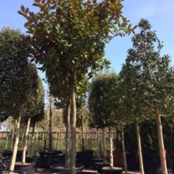 Beverboom (Magnolia Grandiflora 'Gallissoniere') -Goedkope Tuin Sprankel Winkel magnolia grandiflora hoogstam solitair