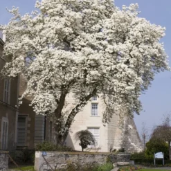Beverboom (Magnolia Kobus) -Goedkope Tuin Sprankel Winkel magnolia kobus01