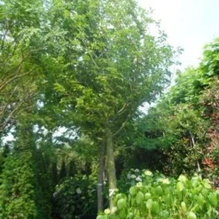 Beverboom (Magnolia Kobus) -Goedkope Tuin Sprankel Winkel magnolia kobus 150stam c500 35 40 50