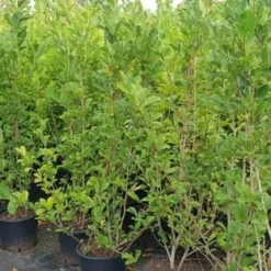 Beverboom Als Struik (Magnolia Loebneri 'Merrill') -Goedkope Tuin Sprankel Winkel magnolia loeb. merril1