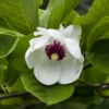Beverboom (Magnolia Sieboldii) -Goedkope Tuin Sprankel Winkel magnolia sieboldii