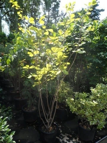 Beverboom (Magnolia Sieboldii) 7 Beverboom (Magnolia Sieboldii) - Afbeelding 5