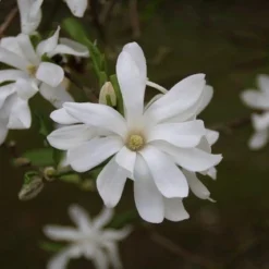 Stermagnolia (Magnolia Stellata) -Goedkope Tuin Sprankel Winkel magnolia stellata 4