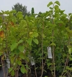 Magnolia (Magnolia 'Yellow River') -Goedkope Tuin Sprankel Winkel magnolia yellow ri ver