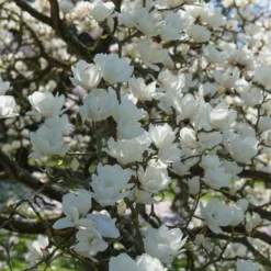 Beverboom (Magnolia Denudata)
