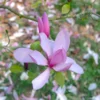 Beverboom (Magnolia 'Galaxy') -Goedkope Tuin Sprankel Winkel magnoliagalaxyvi 1