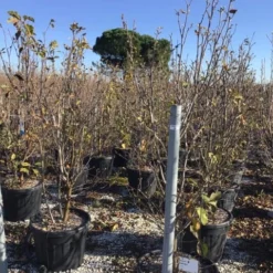 Beverboom (Magnolia 'Genie') -Goedkope Tuin Sprankel Winkel magnoliagenie02