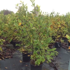 Beverboom (Magnolia Loebneri 'Leonard Messel') -Goedkope Tuin Sprankel Winkel magnolialeonardmessel02