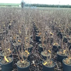 Beverboom (Magnolia Loebneri 'Leonard Messel') -Goedkope Tuin Sprankel Winkel magnolialeonardmessel03