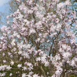 Roze Stermagnolia (Magnolia Stellata 'Rosea')