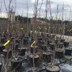 Beverboom (Magnolia Brooklynensis 'Yellow Bird') -Goedkope Tuin Sprankel Winkel magnoliayellowbird02 1