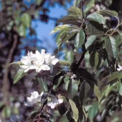 Sierappel (Malus 'John Downie') -Goedkope Tuin Sprankel Winkel majdowni 12