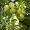 Lei-Appel (Malus Domestica 'Greensleeves') -Goedkope Tuin Sprankel Winkel malus domestica greensleeves 1