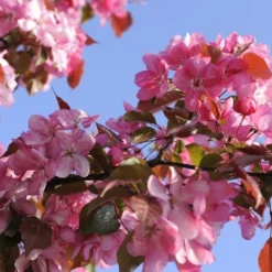 Sierappel Als Leiboom (Malus 'Rudolf') -Goedkope Tuin Sprankel Winkel malus domestica rudolph02 1