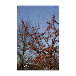 Sierappel Als Struik (Malus 'Evereste') -Goedkope Tuin Sprankel Winkel malus evereste01 2