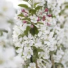 Sierappel Als Leiboom (Malus 'Evereste') -Goedkope Tuin Sprankel Winkel malus evereste02 1