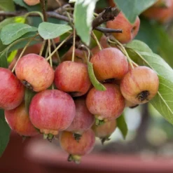 Sierappel Als Leiboom (Malus 'Evereste') -Goedkope Tuin Sprankel Winkel malus evereste03 2 1