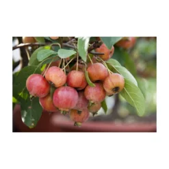 Sierappel Als Struik (Malus 'Evereste') -Goedkope Tuin Sprankel Winkel malus evereste03 3