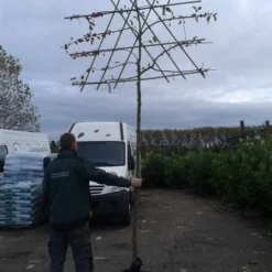 Sierappel Als Leiboom (Malus 'Evereste') -Goedkope Tuin Sprankel Winkel malus evereste lei 1