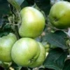 Lei-appel (Malus Domestica 'Grenadier') -Goedkope Tuin Sprankel Winkel malus grenadeer