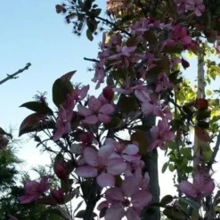 Sierappel (Malus 'Liset') -Goedkope Tuin Sprankel Winkel malus liset