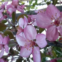 Sierappel (Malus 'Rudolf') -Goedkope Tuin Sprankel Winkel malus liset 2 1