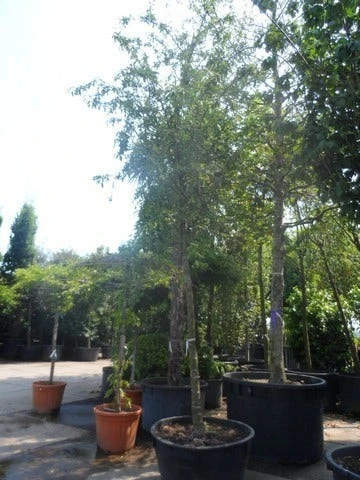 Sierappel (Malus 'Red Sentinel') 7 Sierappel (Malus 'Red Sentinel') - Afbeelding 5