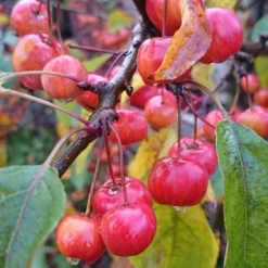 Sierappel Als Leiboom (Malus 'Red Sentinel') -Goedkope Tuin Sprankel Winkel malus red sentinel 2 3