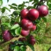 Lei-Appel (Malus Domestica 'Spartan') -Goedkope Tuin Sprankel Winkel malus spartan