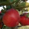 Lei-Appel (Malus Domestica 'Winston') -Goedkope Tuin Sprankel Winkel malus winston