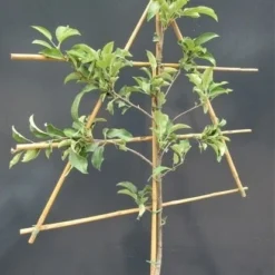 Lei-Appel (Malus Domestica 'Idared') -Goedkope Tuin Sprankel Winkel malusleivorm1 1 6