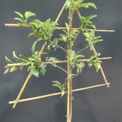 Lei-Appel (Malus Domestica 'Rode Jonagold') -Goedkope Tuin Sprankel Winkel malusleivorm1 2