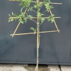 Lei-Appel (Malus Domestica 'Rajka') -Goedkope Tuin Sprankel Winkel malusleivorm2 1 17