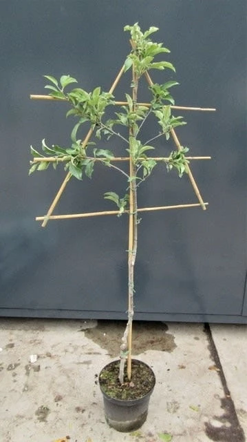 Lei-Appel (Malus Domestica 'Jonagold') 4 Lei-Appel (Malus Domestica 'Jonagold') - Afbeelding 2